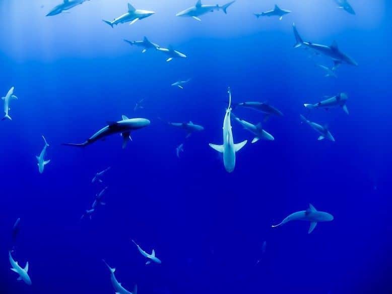 Un gruppo di squali nuota in cerchio nel mare blu