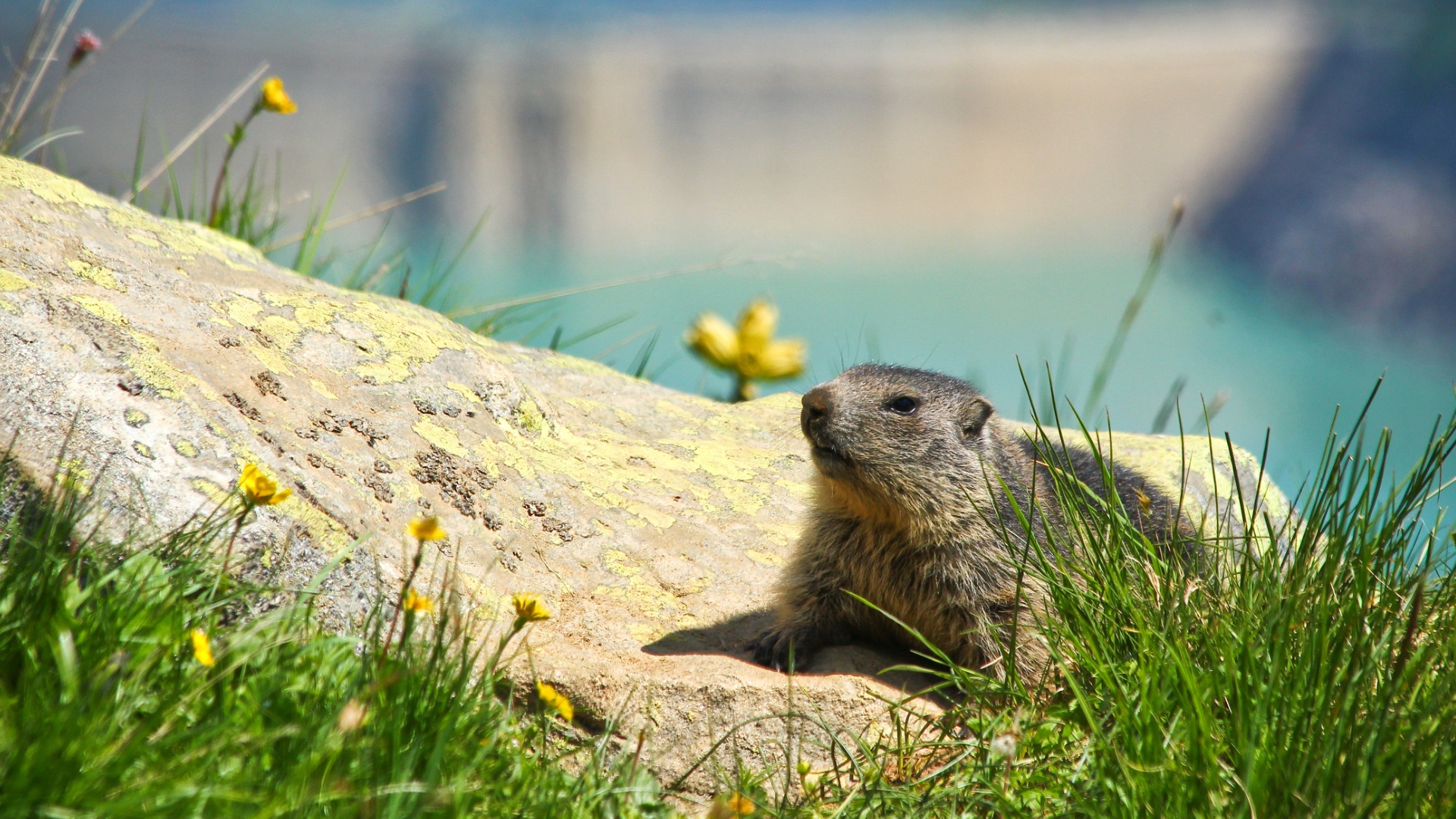 marmota en ingles