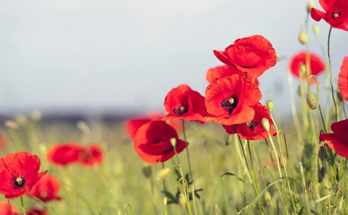 Poppies Field