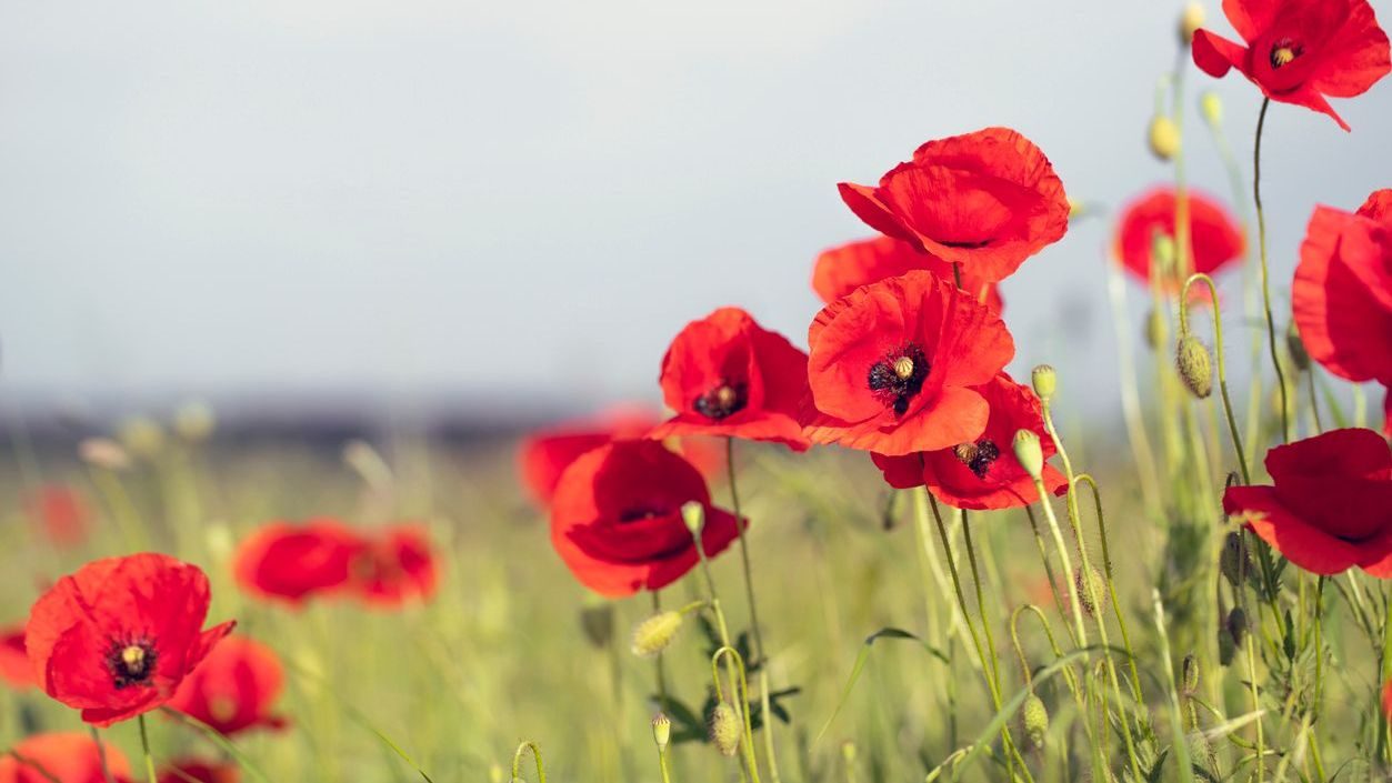 Poppies Field