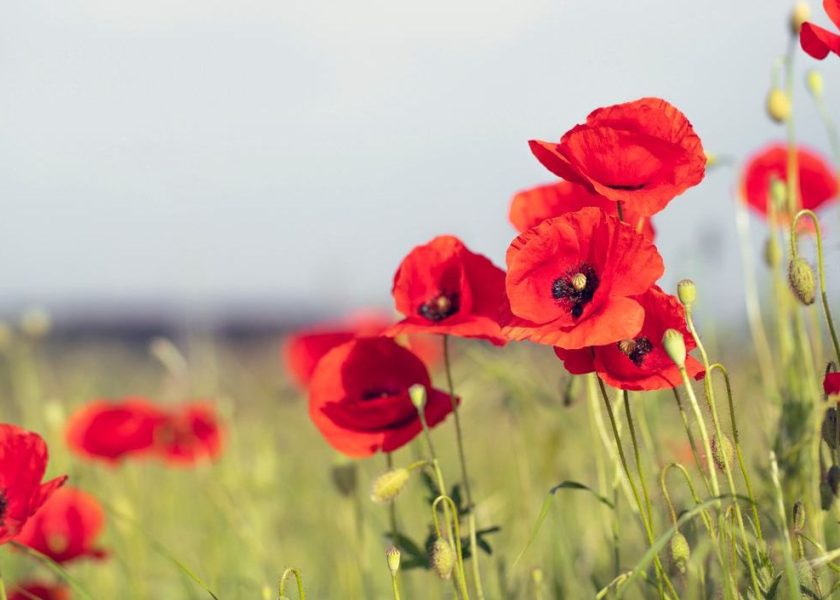 Poppies Field